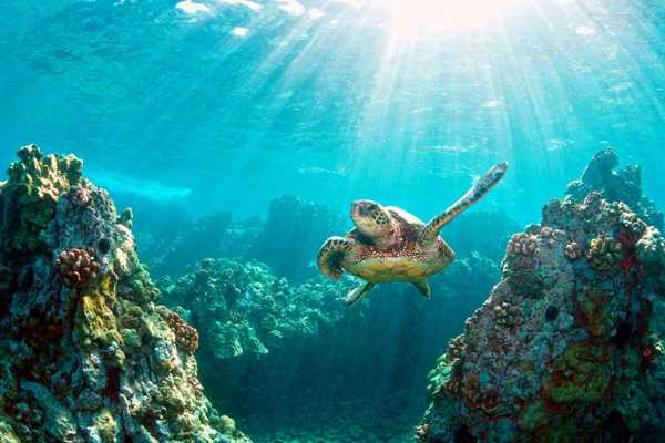 Tubbataha Reef National Marine Park