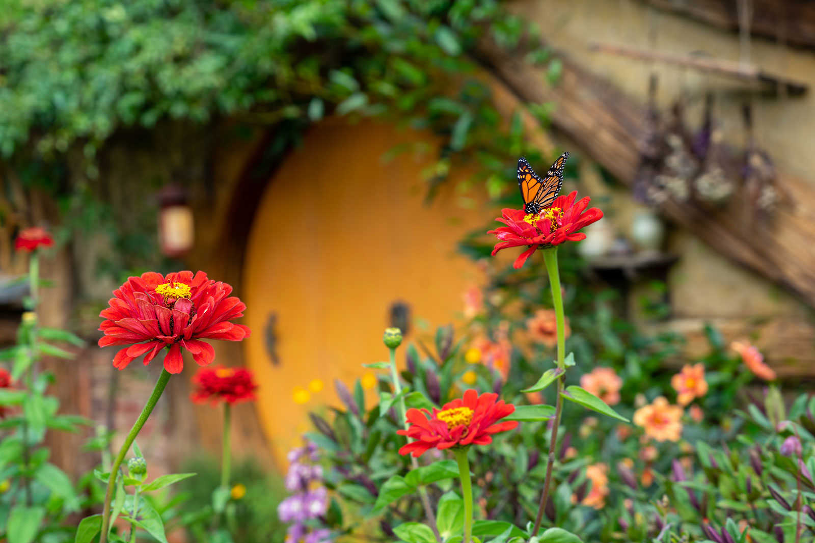 Hobbiton Movie Set, Matamata