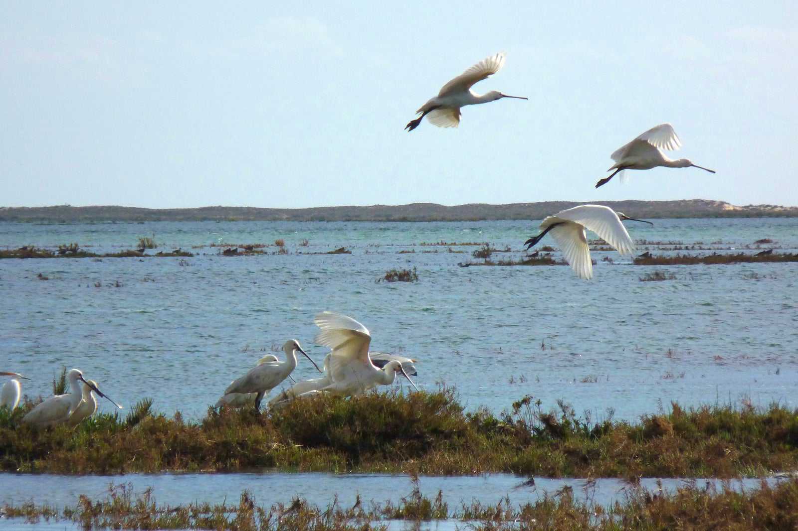 Ria Formosa Natural Park