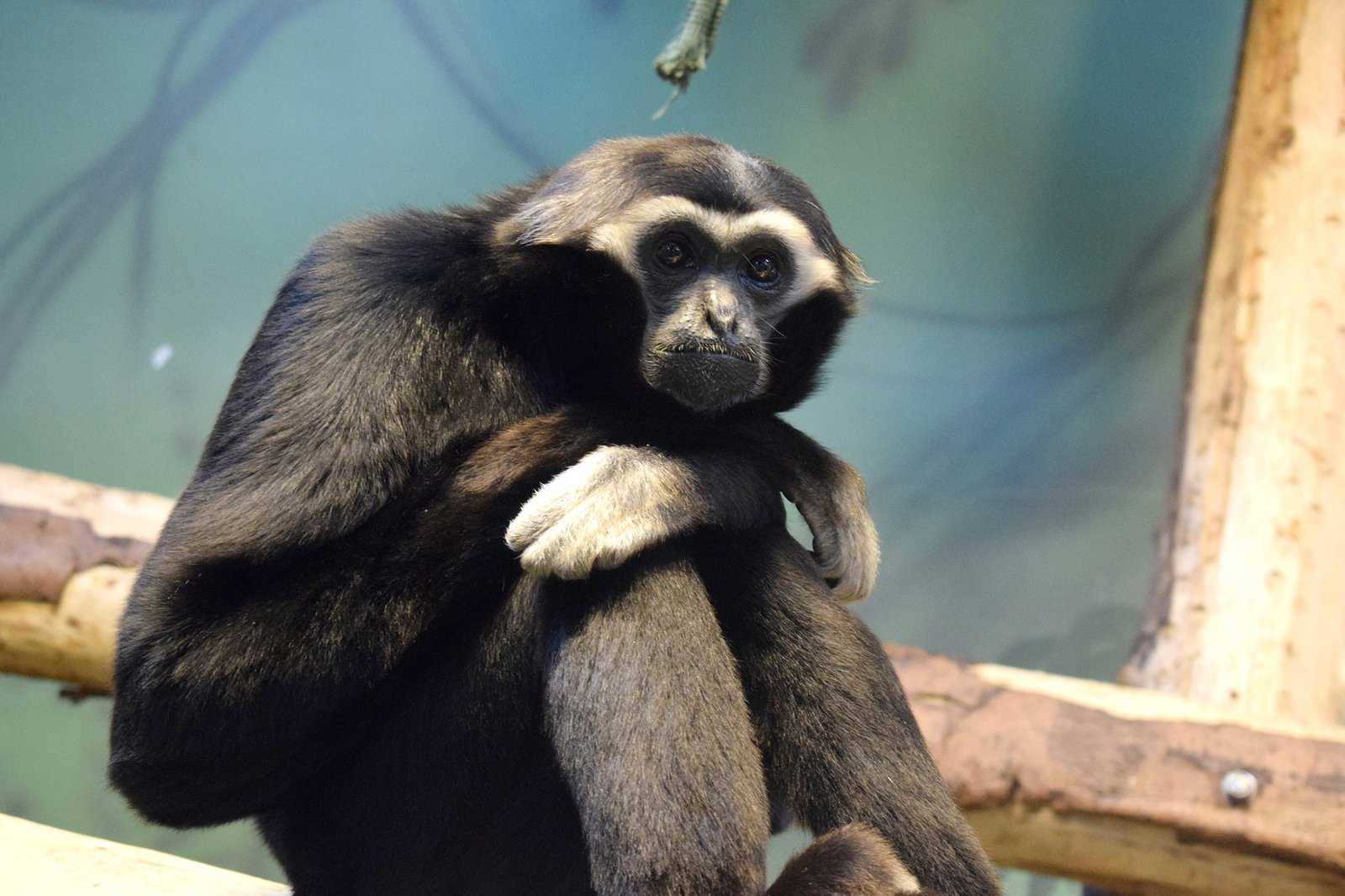 Blackpool Zoo