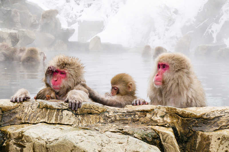 3 Best Places to See Hot Spring Monkeys in Japan