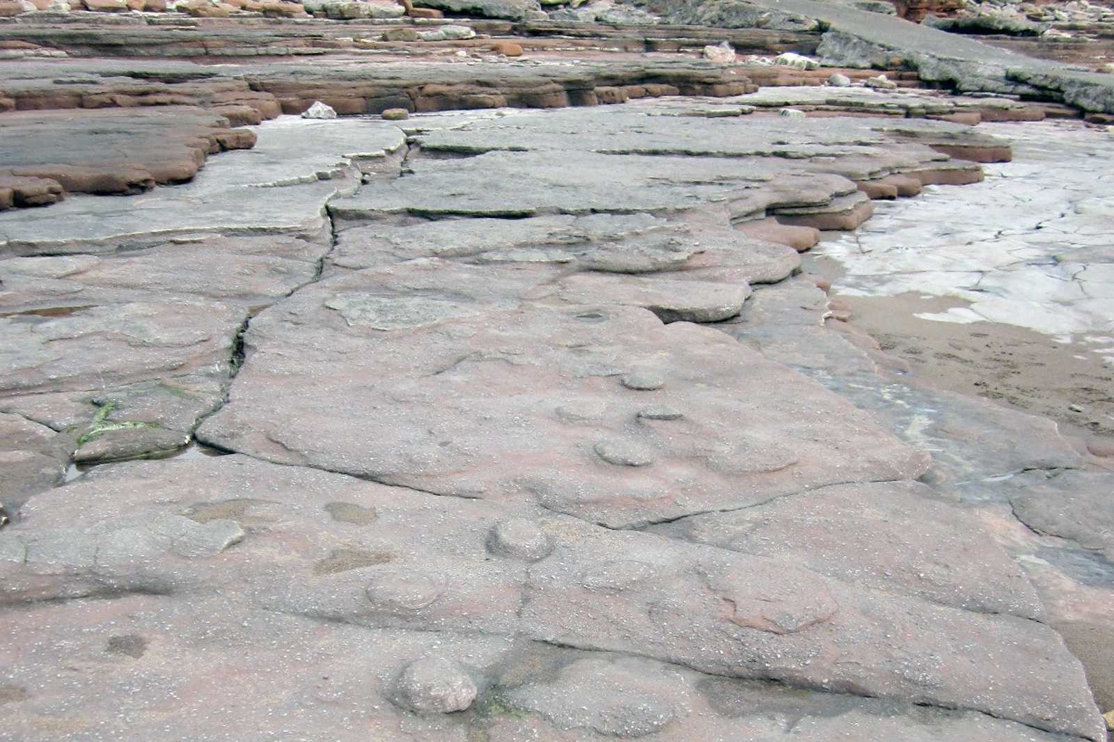 Dinosaur footprints at the Bendricks