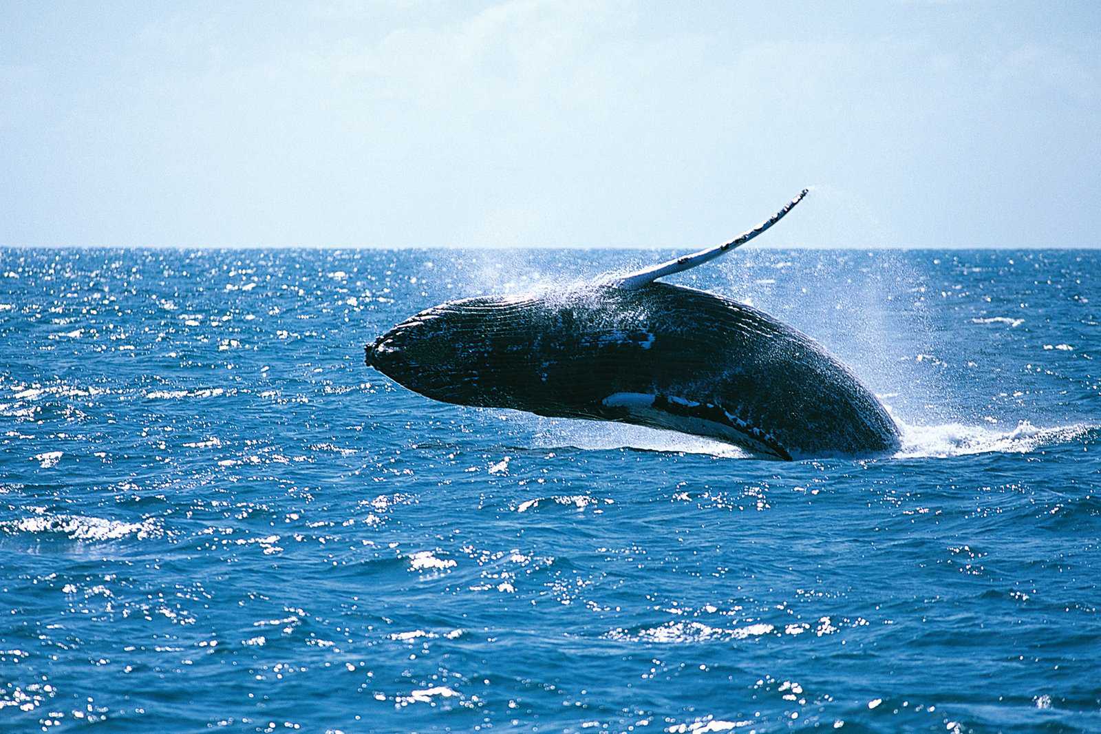 Whale watching