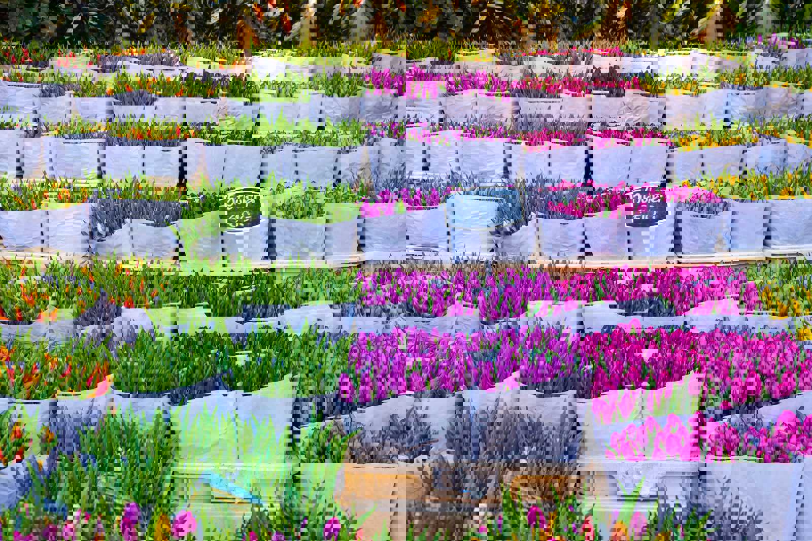 Bloemenmarkt
