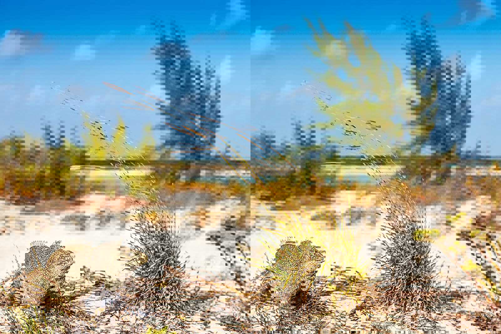 Little Water Cay (Iguana island)