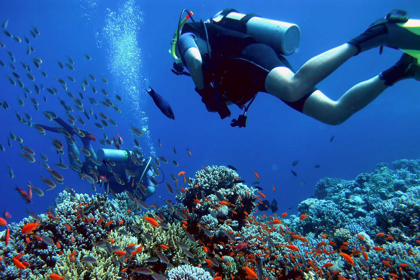 Diving in Koh Tao