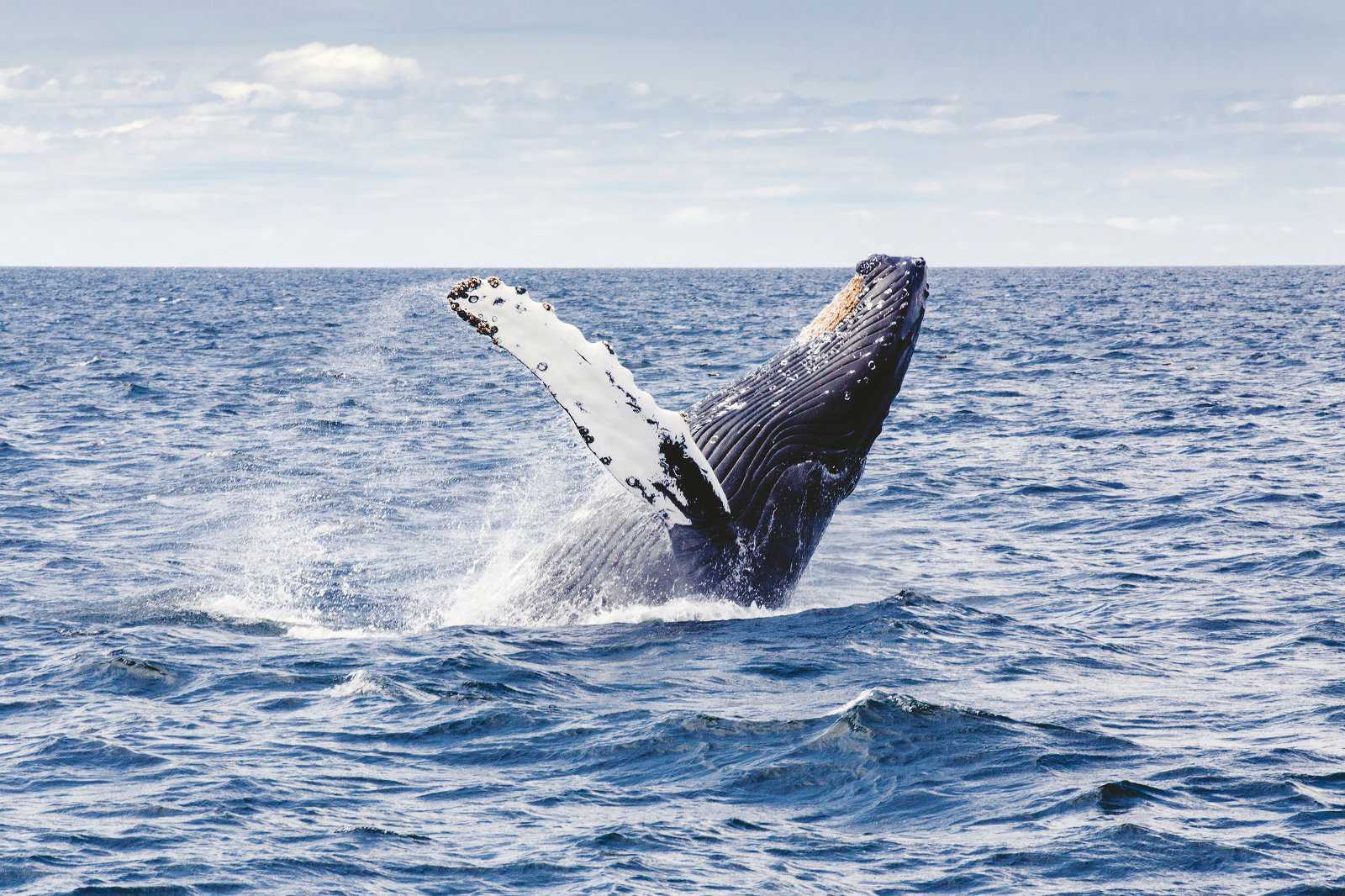 Whale watching cruises