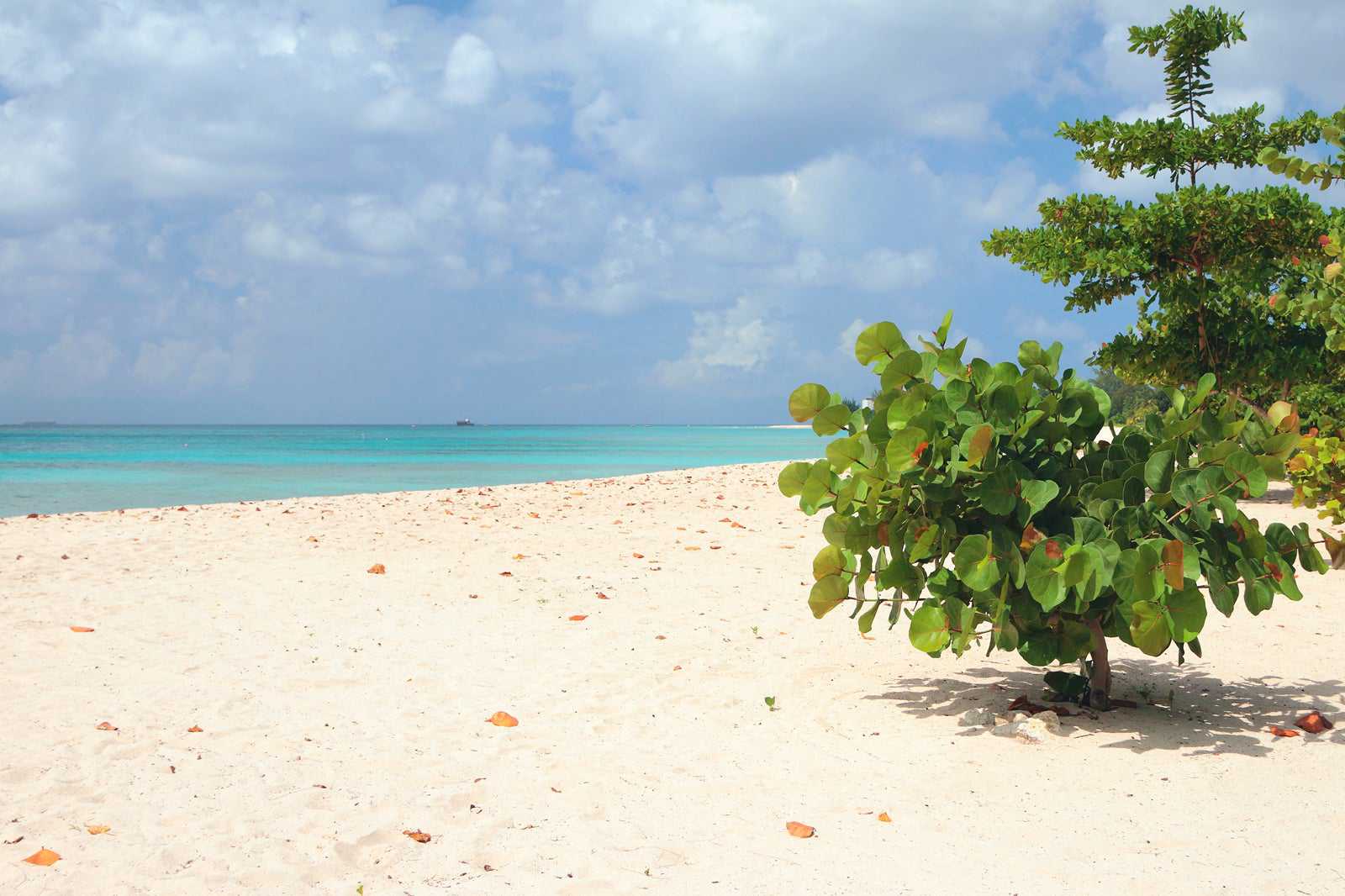 Brandons Beach