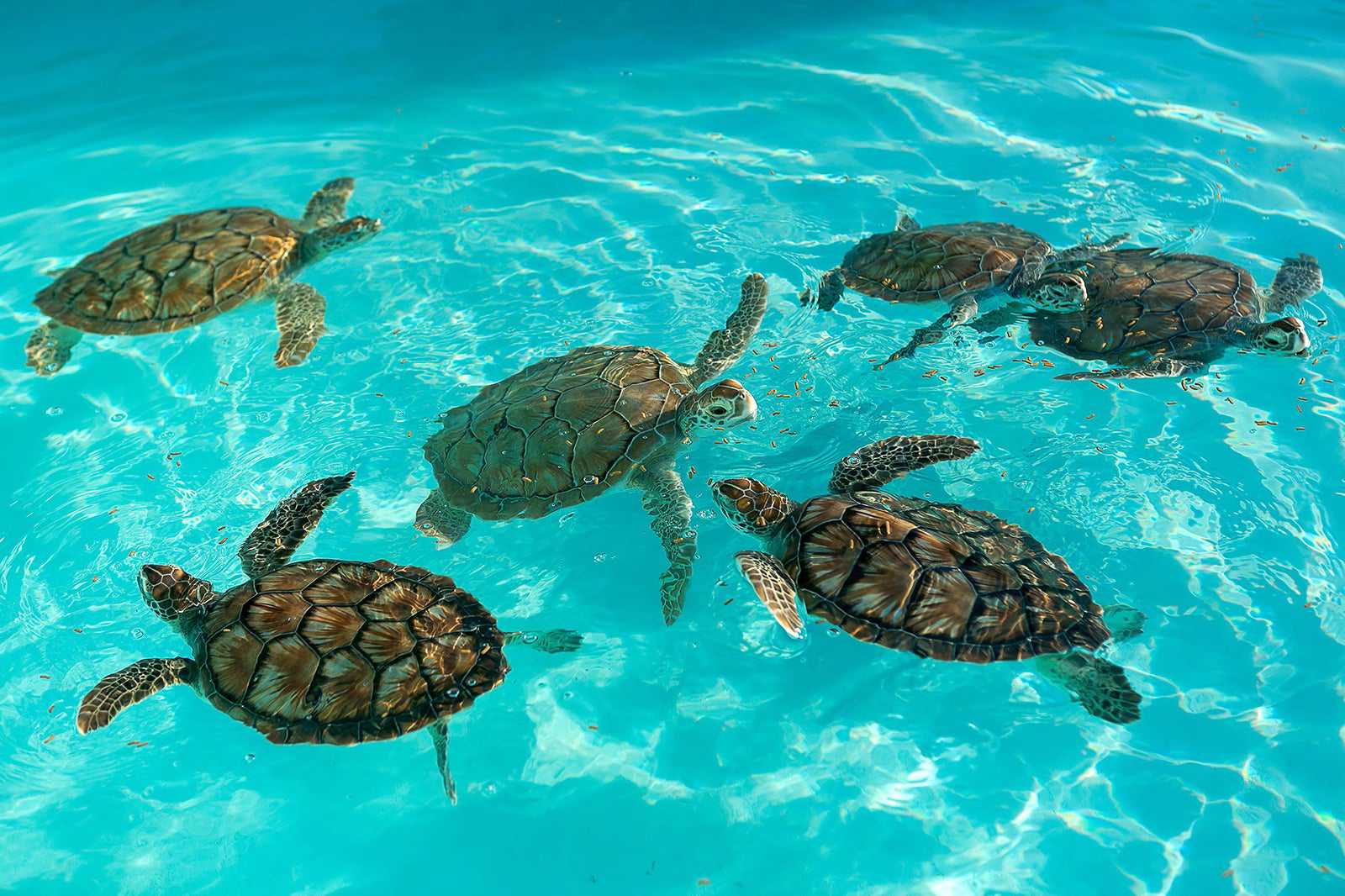 Royal Thai Navy Third Fleet Turtle Nursery