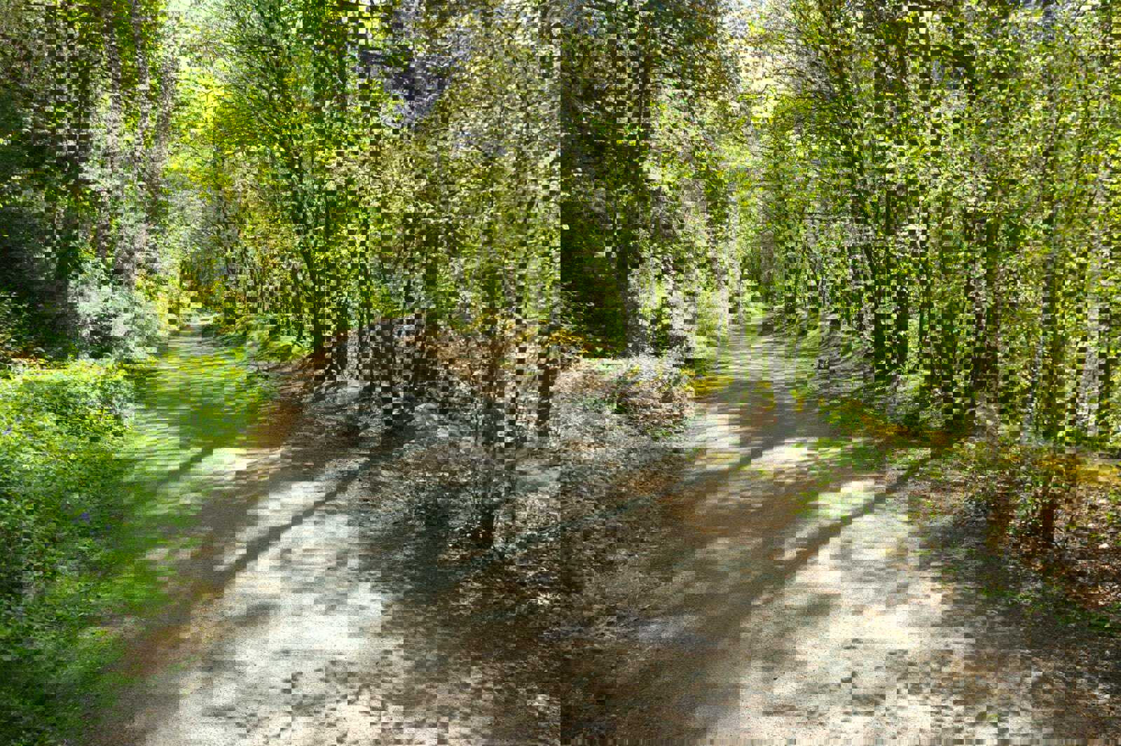 Plymbridge Woods