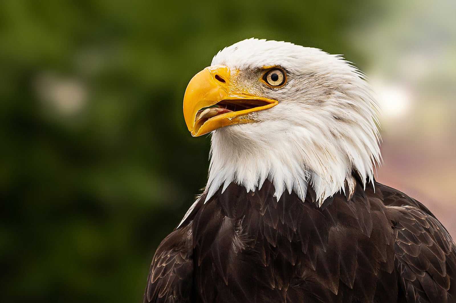 The Raptor Centre