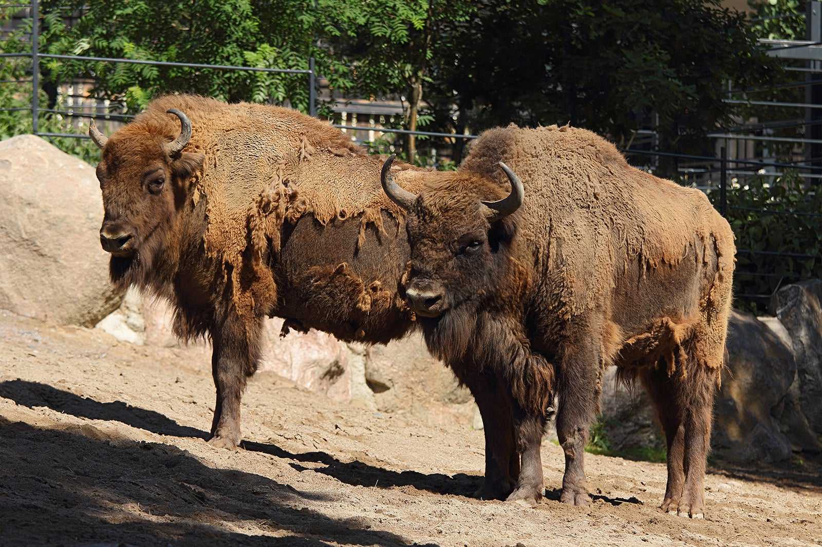 Helsinki Zoo at Korkeasaari (Korkeasaaren eläintarha)