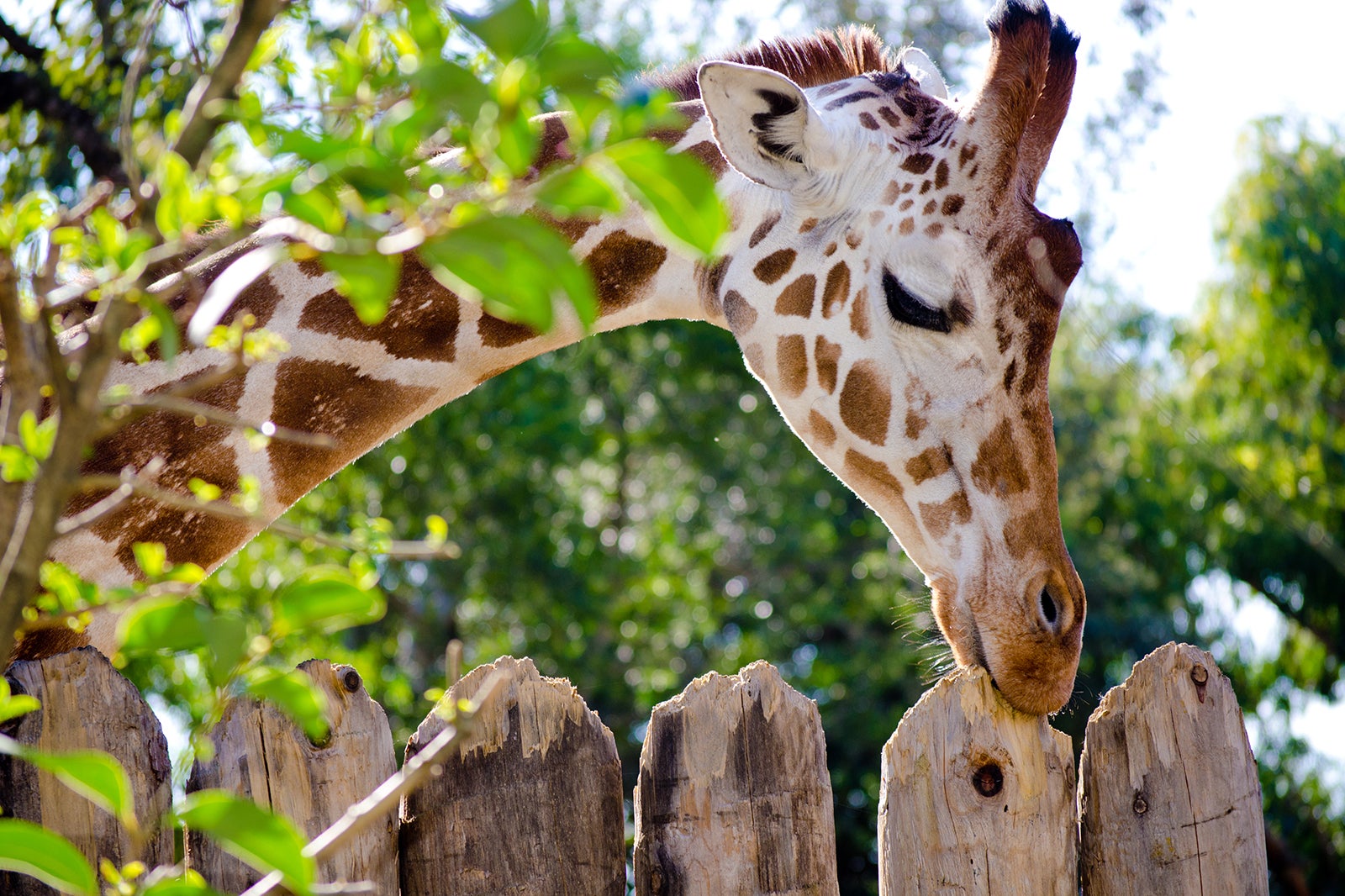 orlando zoo park