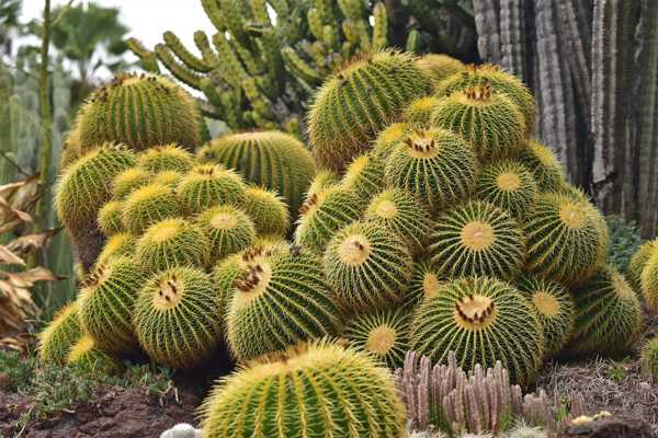 San Diego Botanic Garden