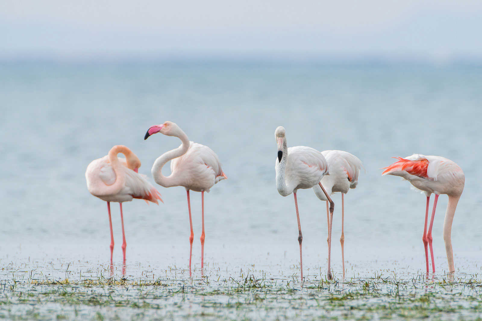 Ras R'mal (Flamingo Island)