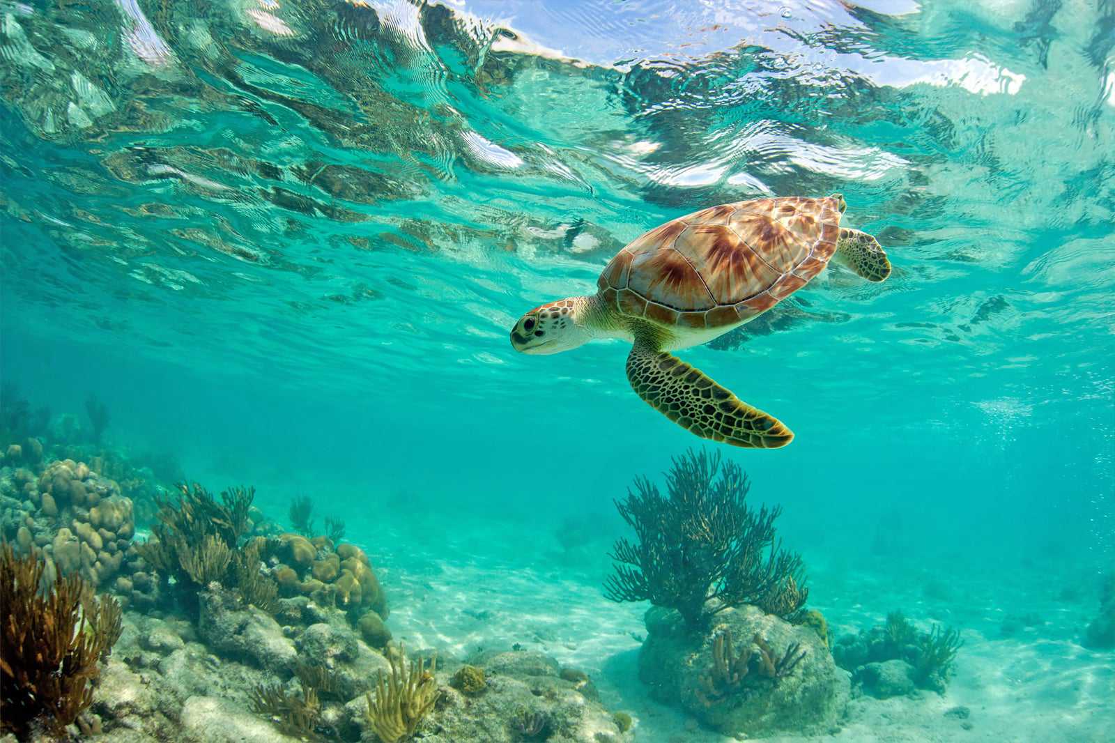 See the wildlife
