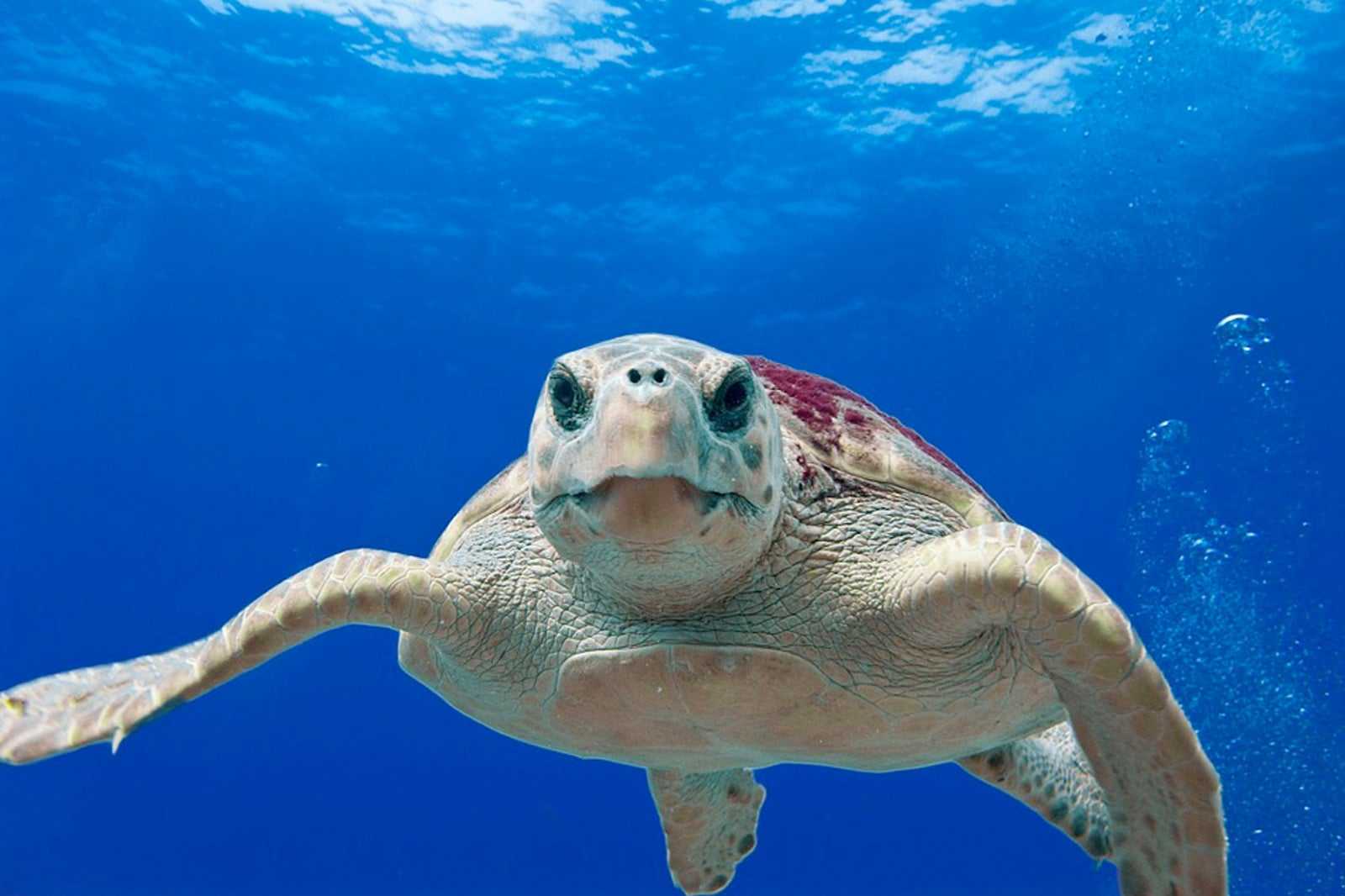 National Marine Park of Zakynthos