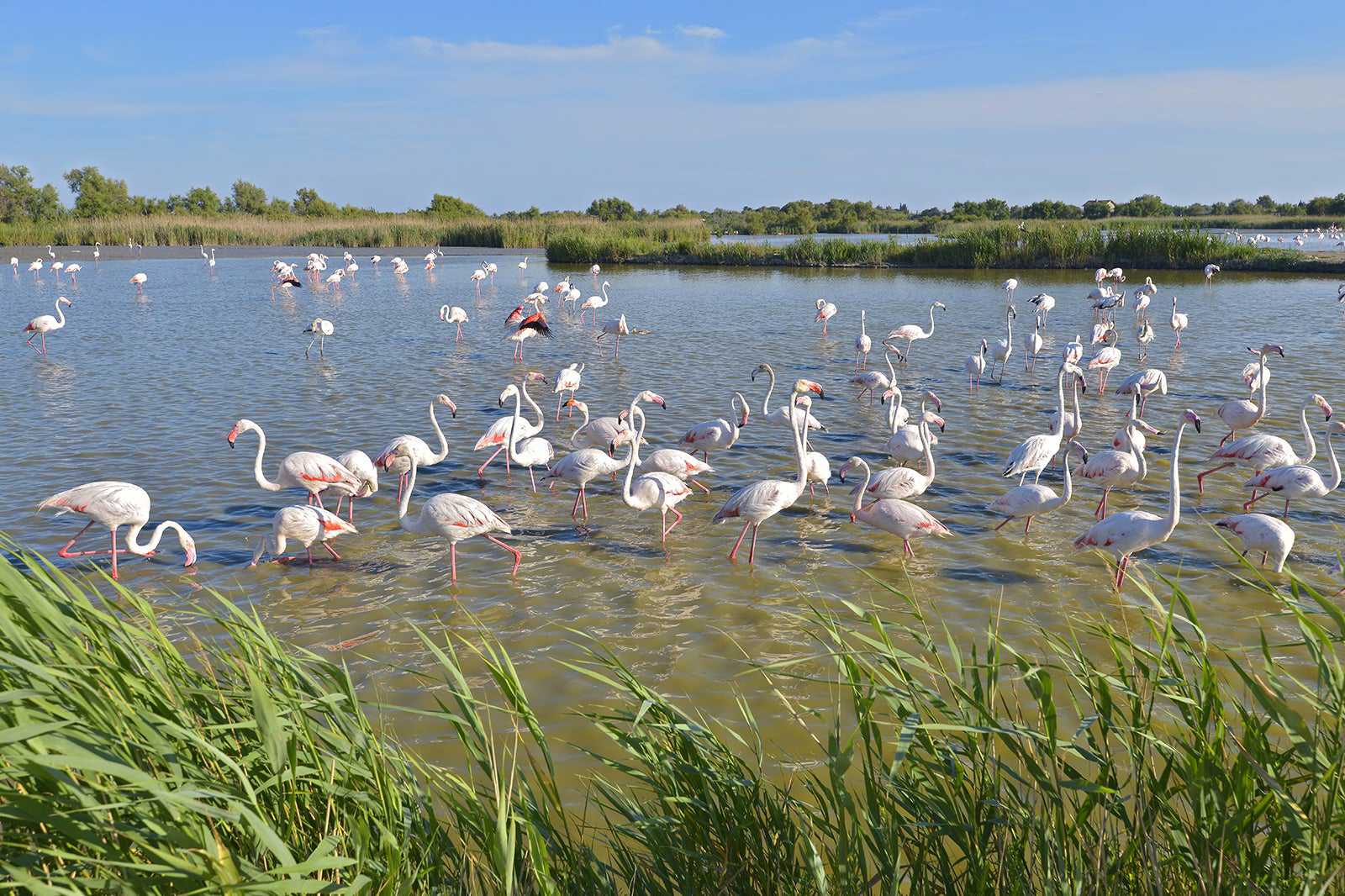 Flamingo Pond wetland on North Caicos