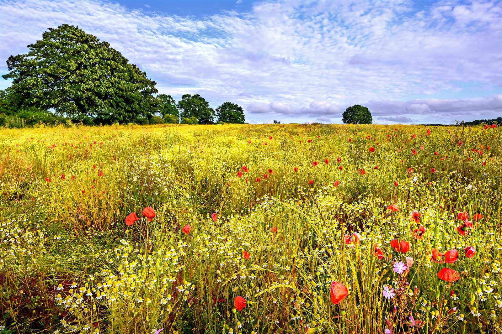 London Loop (Petts Wood to West Wickham Common)