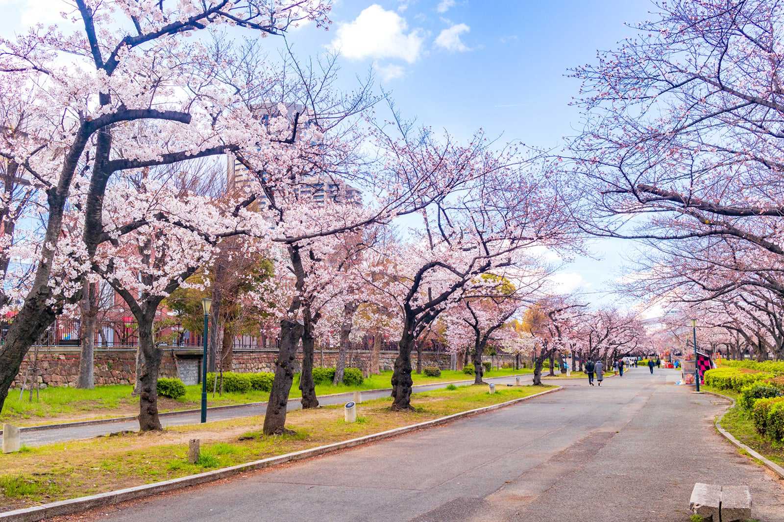 Cherry blossom viewing