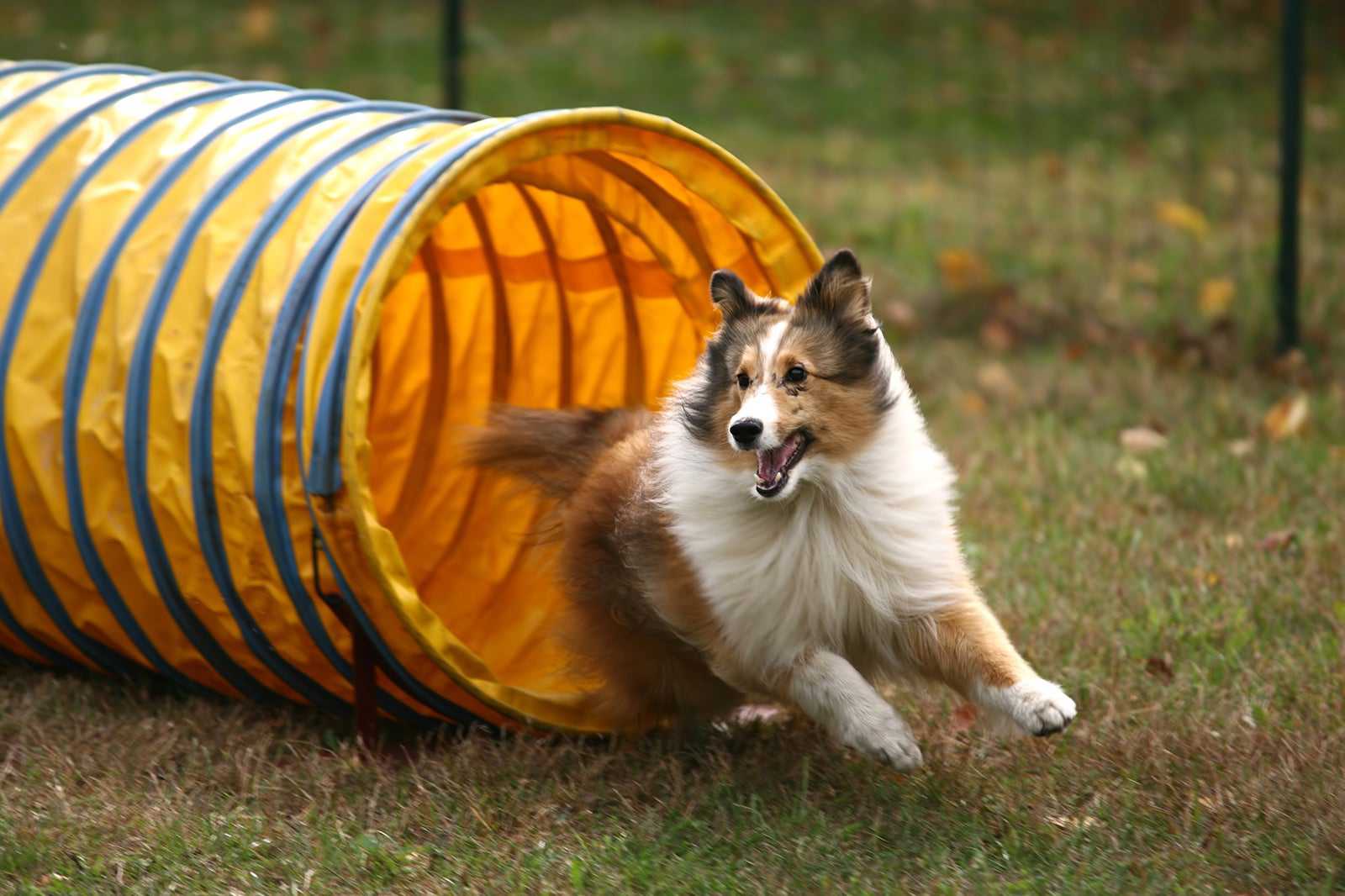 DogFest