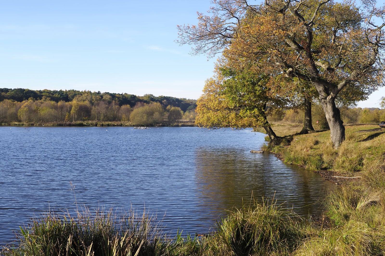 Sutton Park in Birmingham - Go Guides