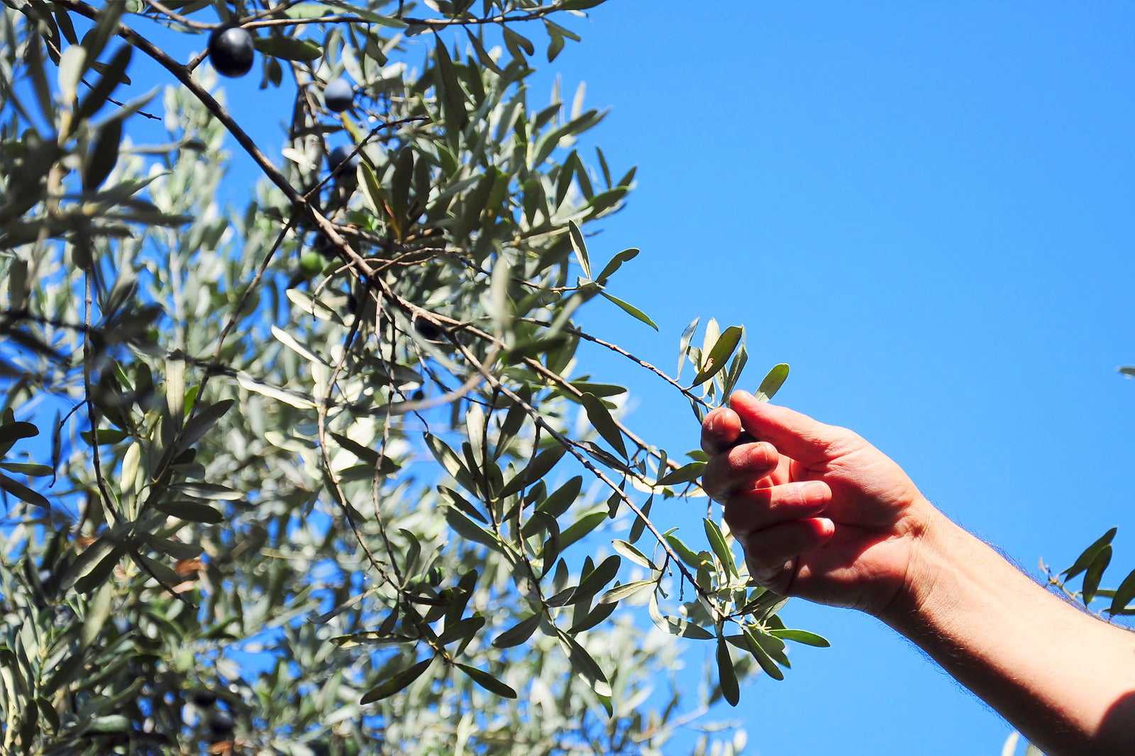 Olive picking in Rachoni