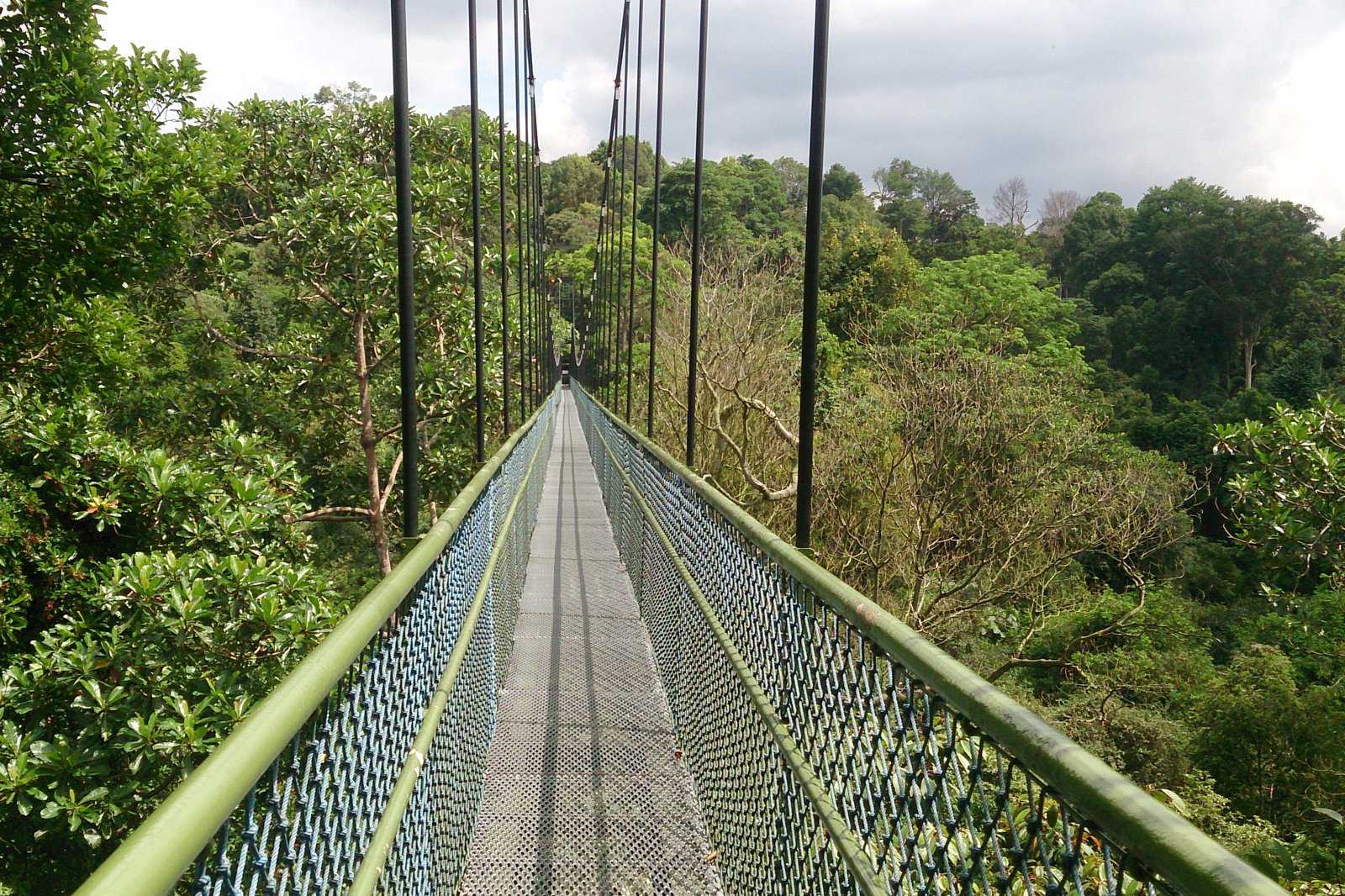 Treetop walk at MacRitchie Reservoir