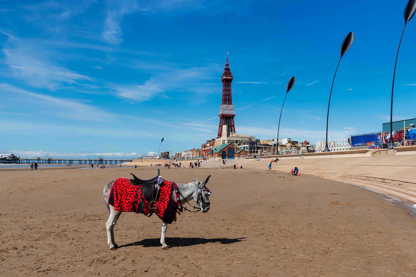 Planning to have a donkey ride on a Friday