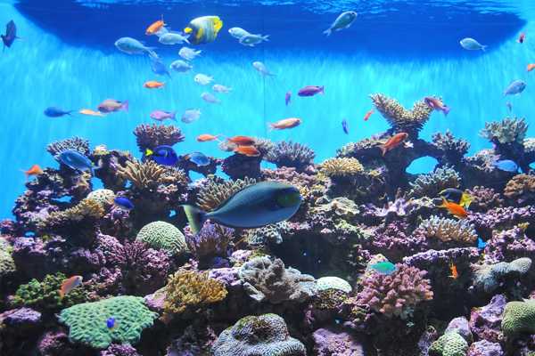 Birch Aquarium Scripps Institution of Oceanography
