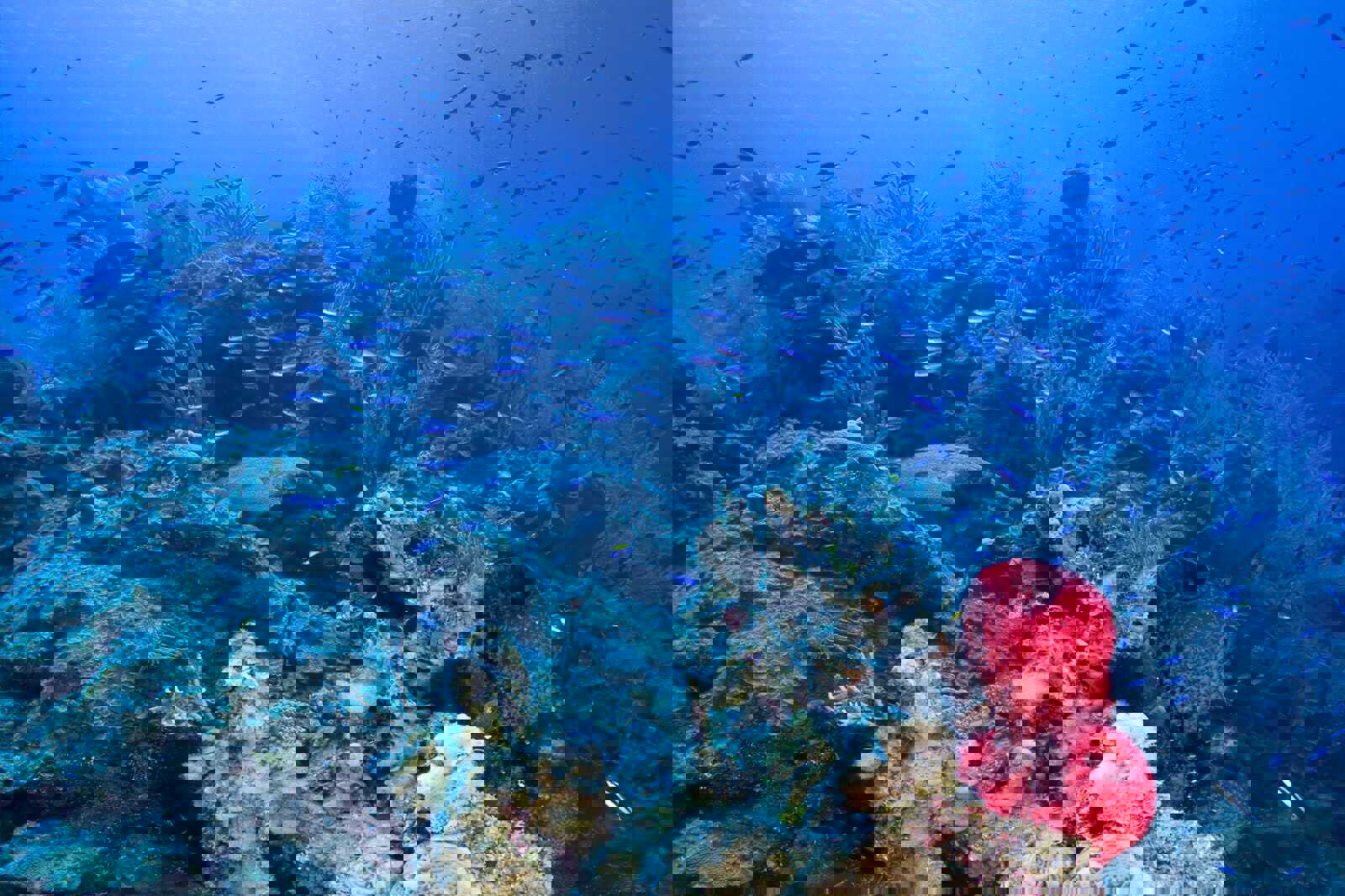 Bloody Bay Wall