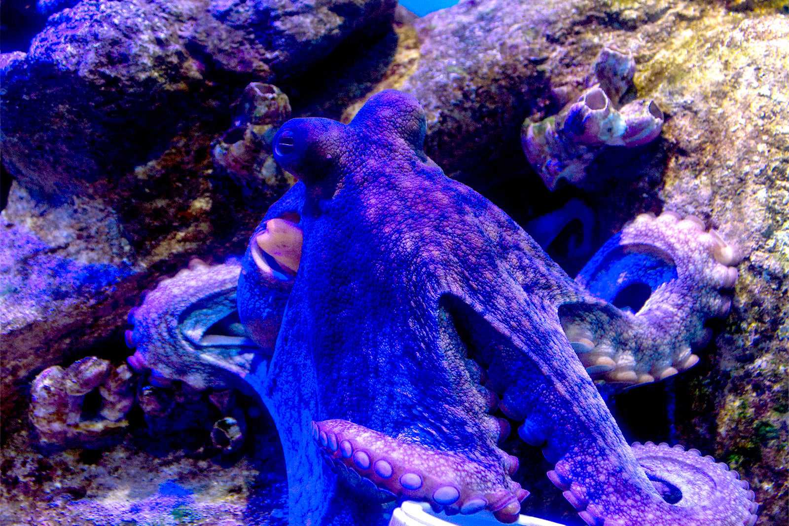 Aquário Municipal de Ubatuba