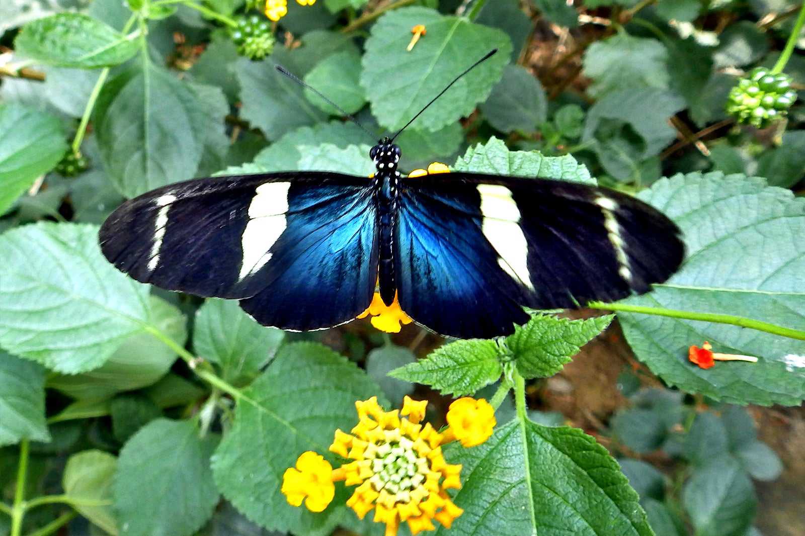 Butterfly Park, Empuriabrava