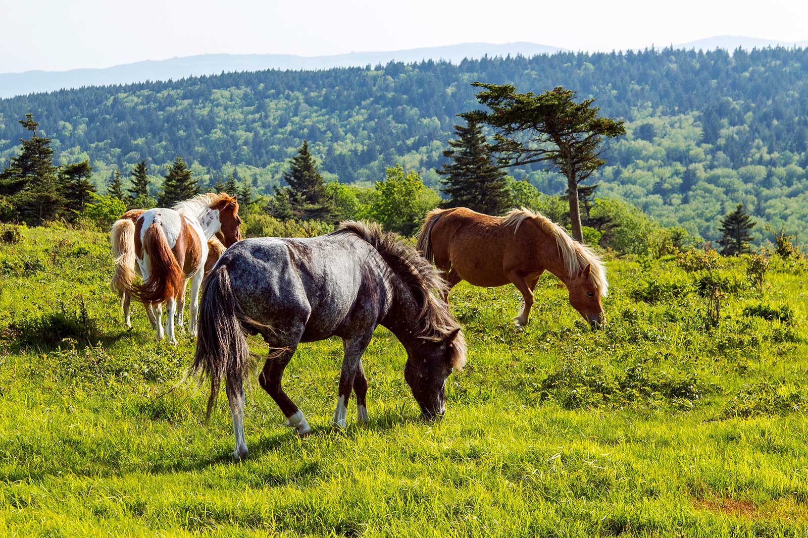 10 Best State and National Parks in Virginia - Escape to Virginia’s ...