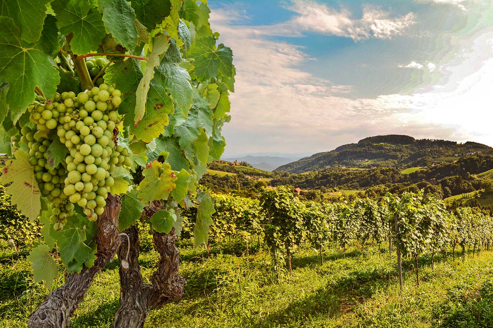 10 Best Wineries and Vineyards in New York State - Where to go in New ...