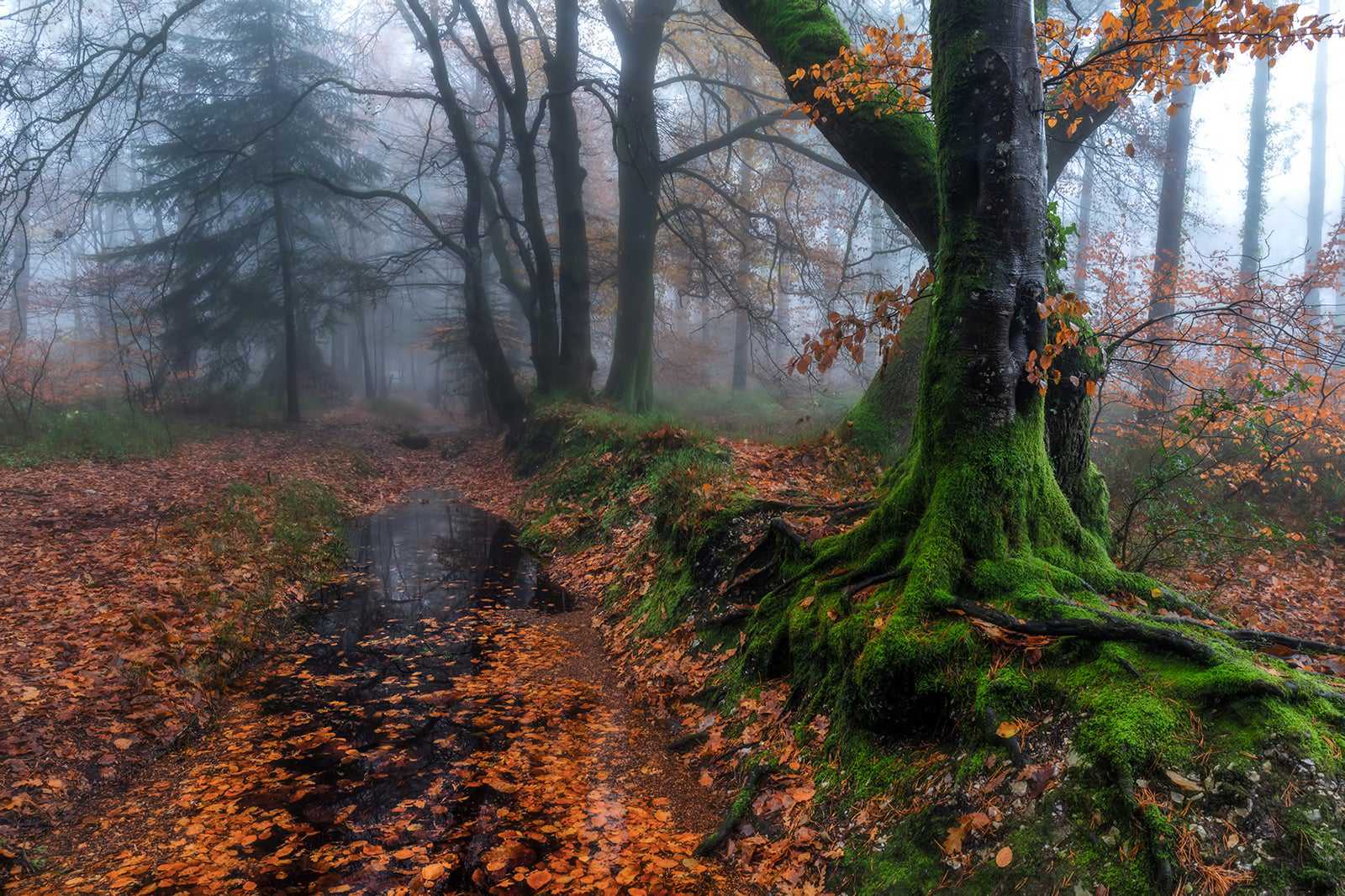 Haldon Forest Park