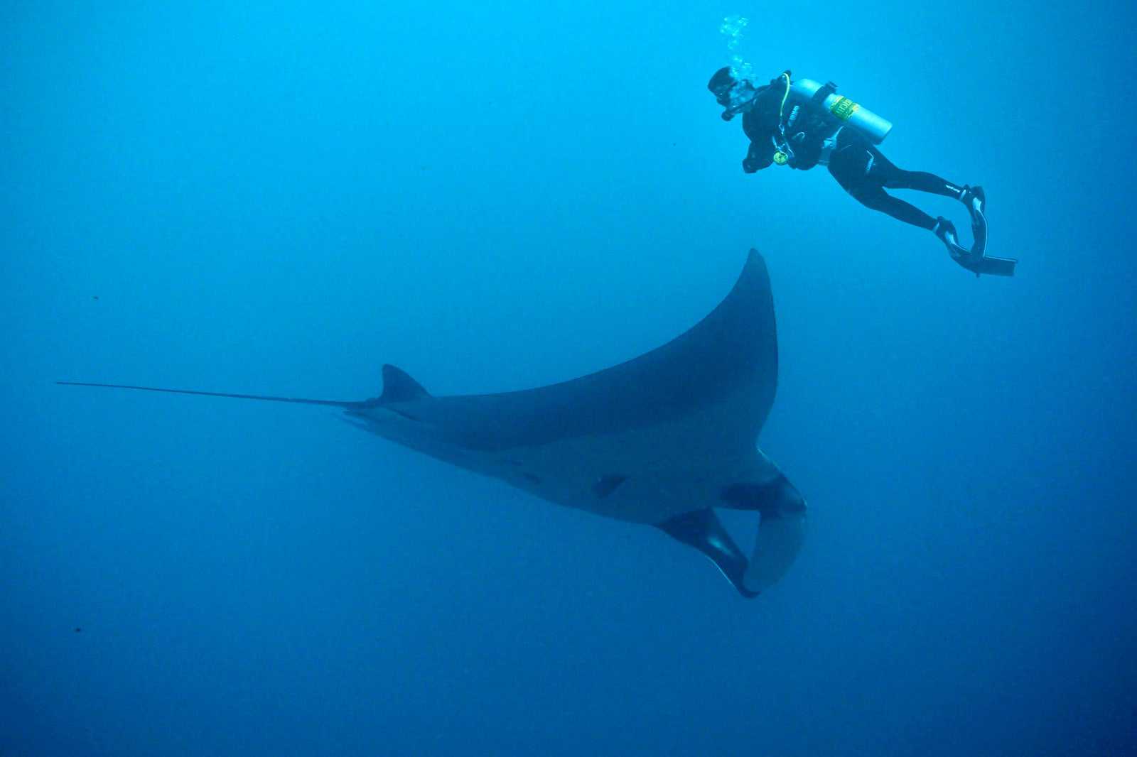 Scuba dive with the manta rays