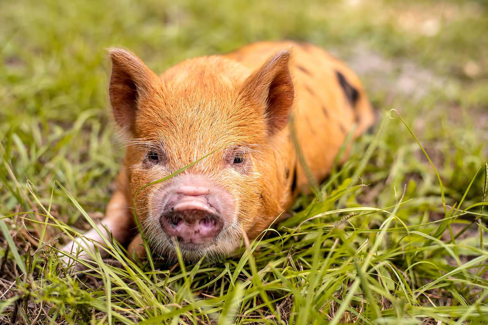 Hardy’s Animal Farm