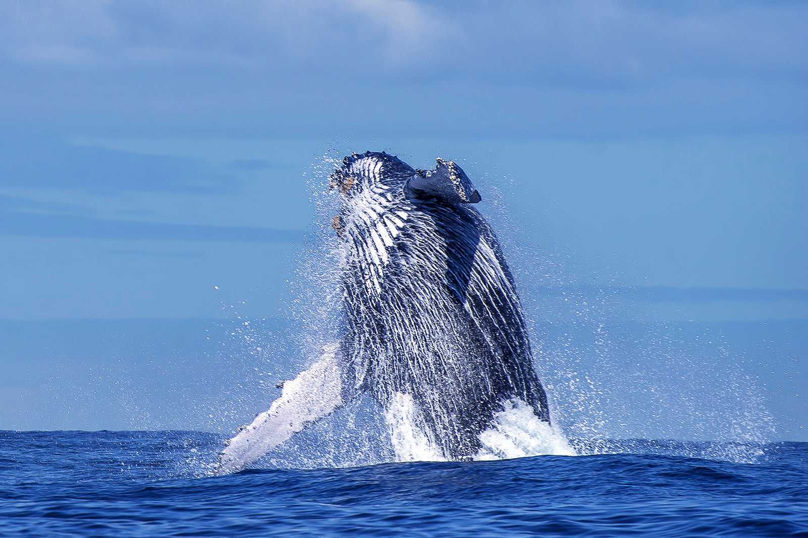 Instituto Baleia Jubarte