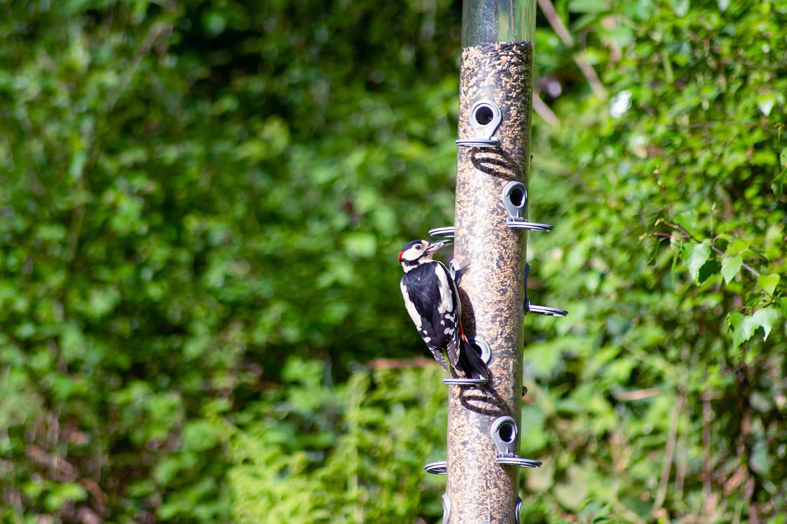 Whinfell Forest