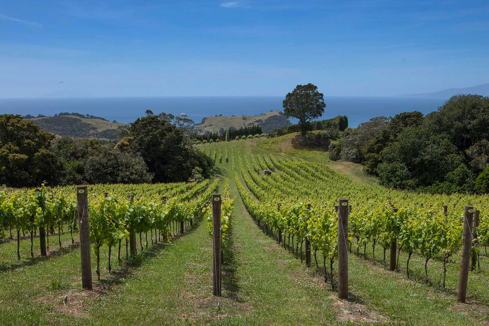 Vineyards of Waiheke Island