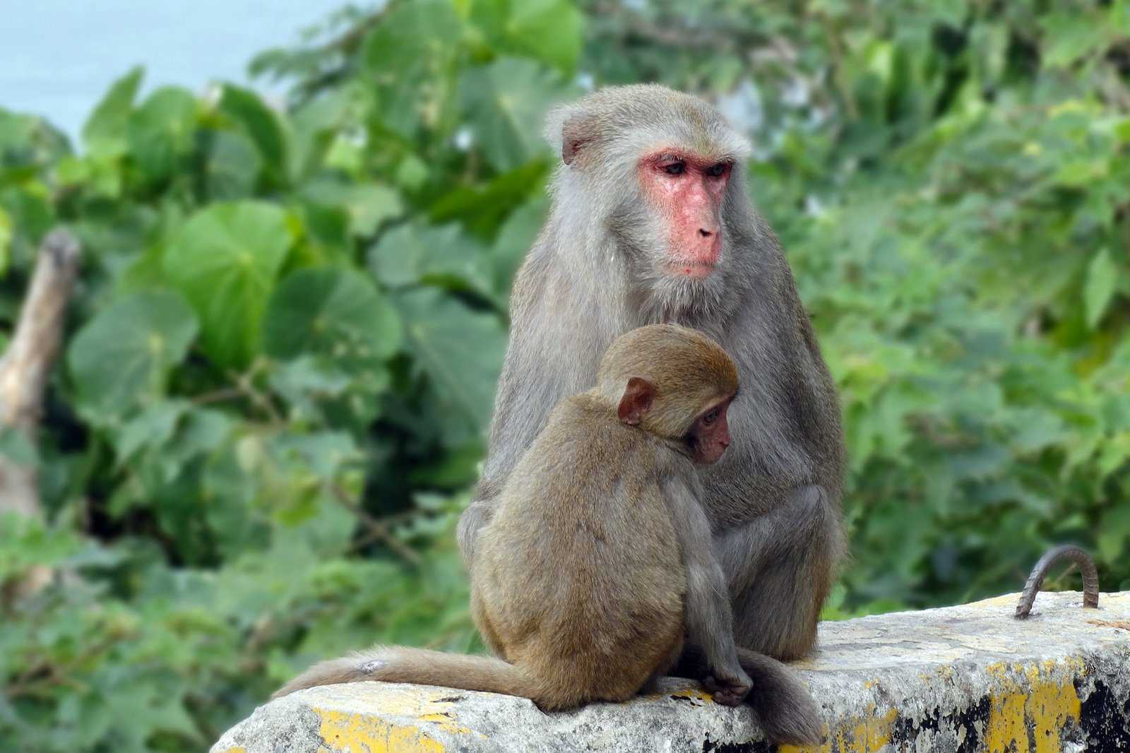 Monkey Mountain