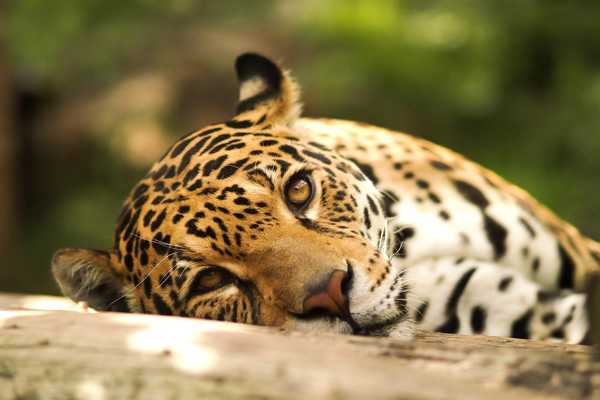 Edinburgh Zoo