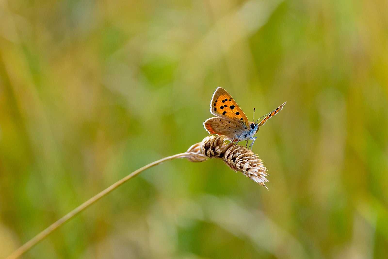 Odiham Common