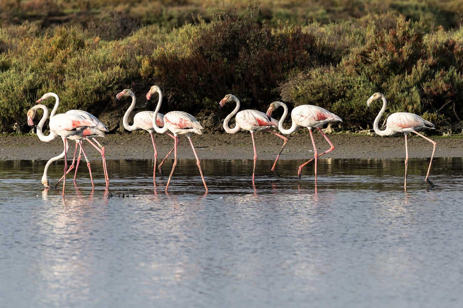 Visit Jeli Lagoon