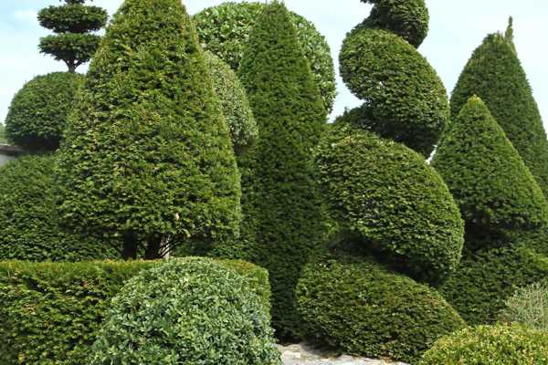 Harper’s Topiary Garden