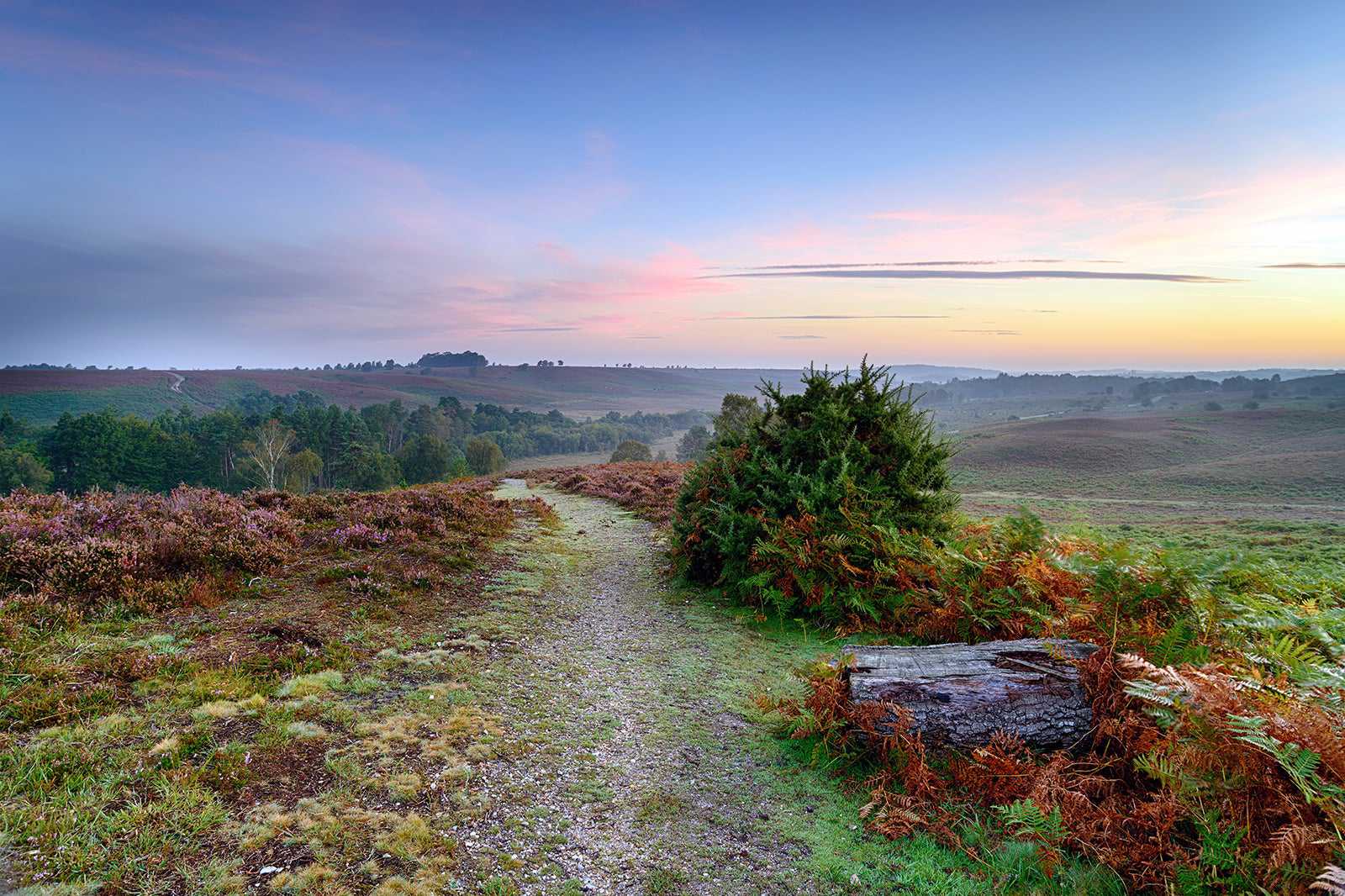 10 Best Hiking Trails in New Forest National Park