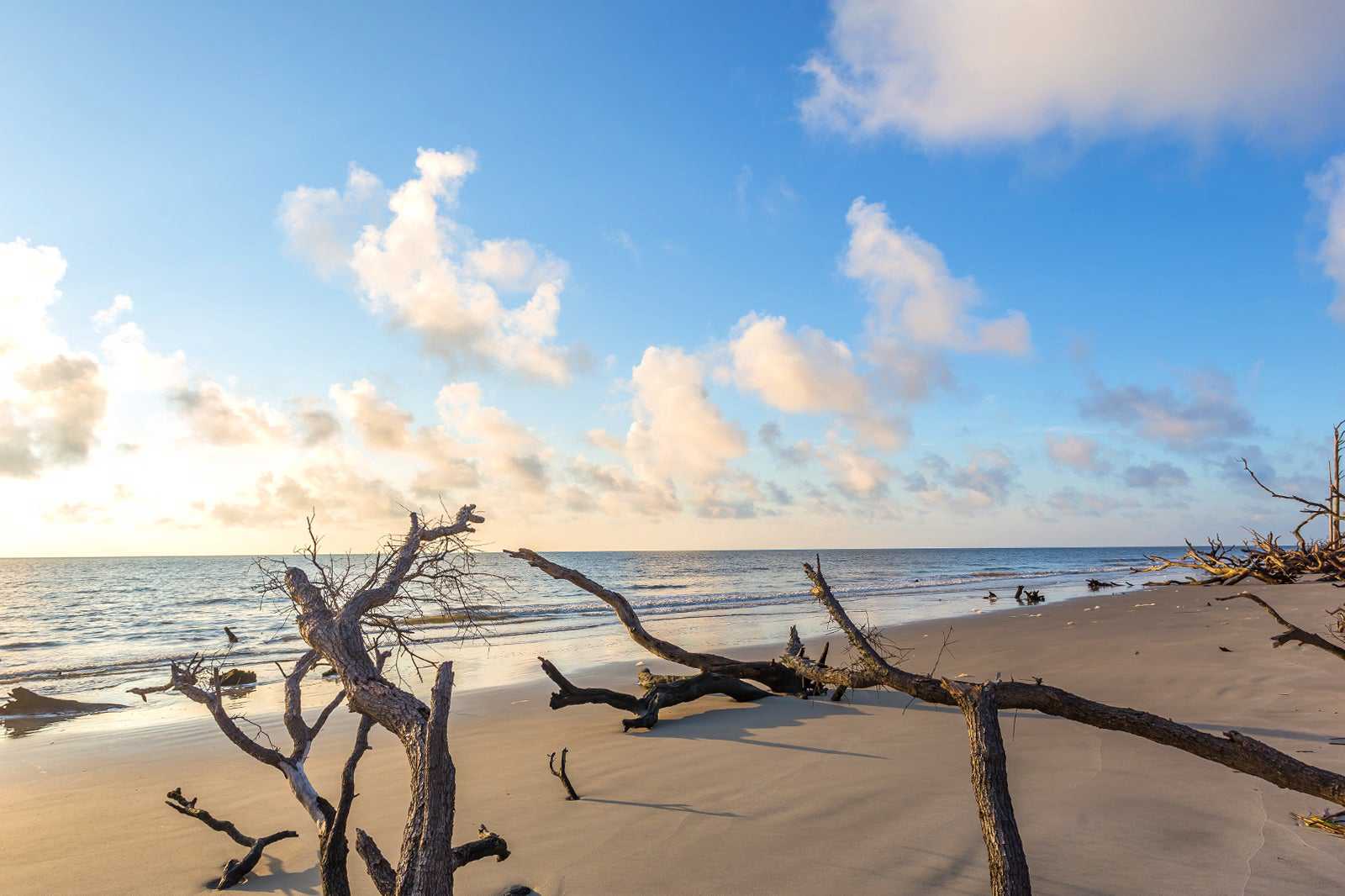 Driftwood Beach