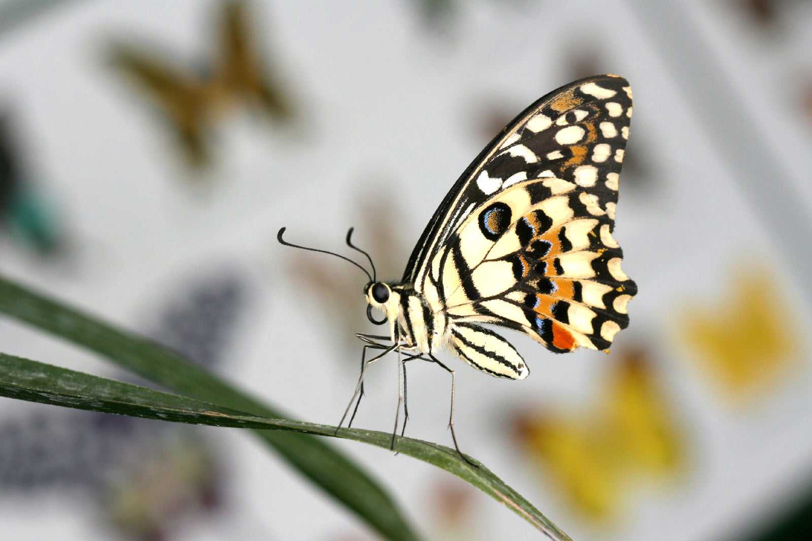 Butterfly House