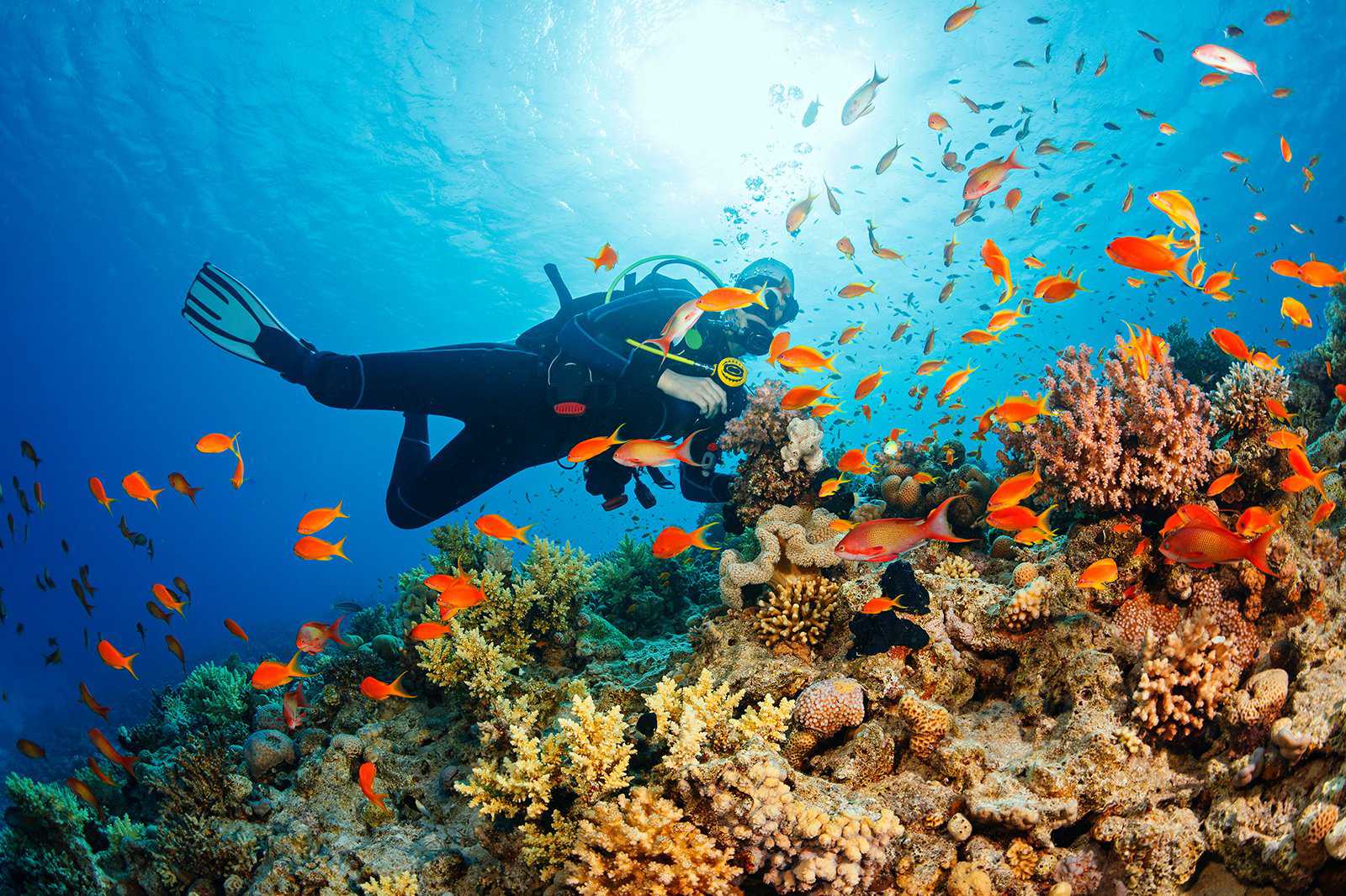 Cabo Pulmo Marine Reserve